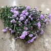 ASTER MONTE CASINO ROSA